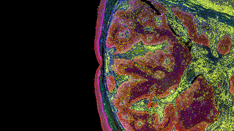 Research Cell Shutterstock 740213254