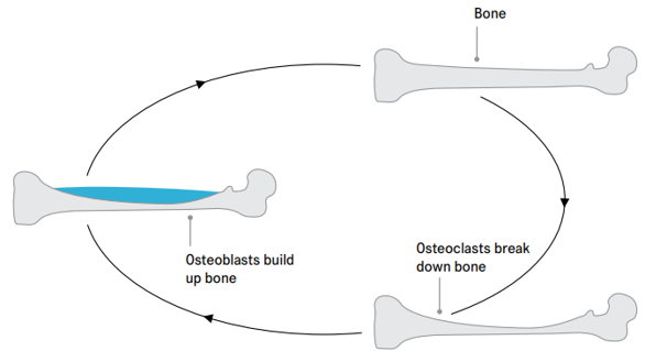 Diagram showing the cycle of what happens in a normal healthy bone