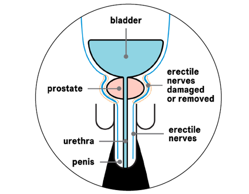 Erectile nerves.png