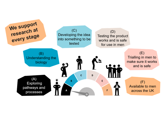 A diagram to show the 6 research stages we support, from exploring pathways and processes, to understanding the biology, to developing the idea into something to be tested, to testing the product works and is safe for use in men, to trialling the product in men to make sure it works and is safe, and finally making it available to men across the UK.