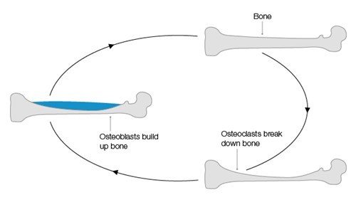 Bisphosphonates In Advanced Prostate Cancer Prostate Cancer Uk