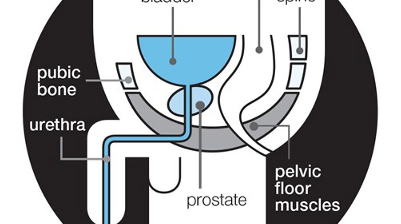 prostate-gland-with-pelvic-floor-muscles_250517