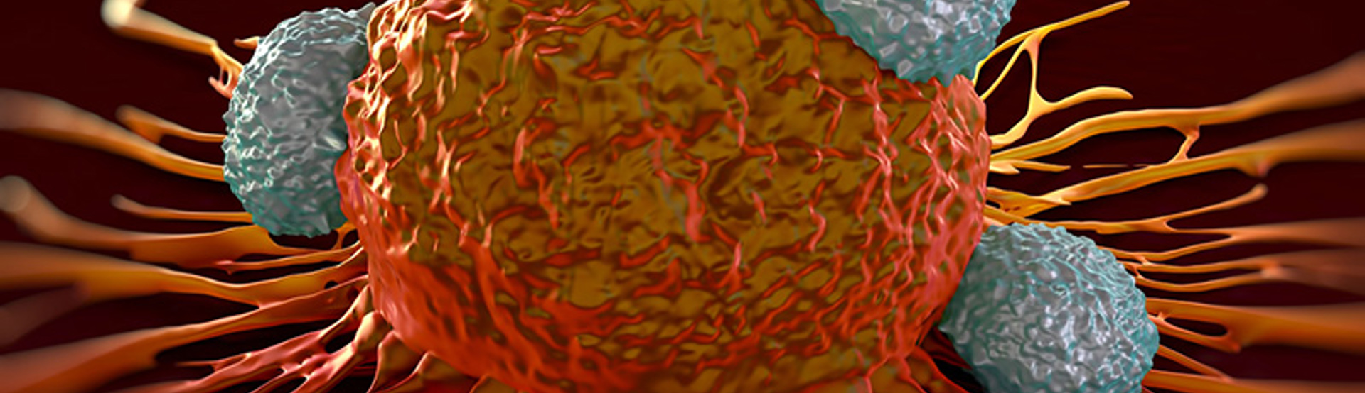 Tcell Cell Cancer Research Science Adobestock 90793170