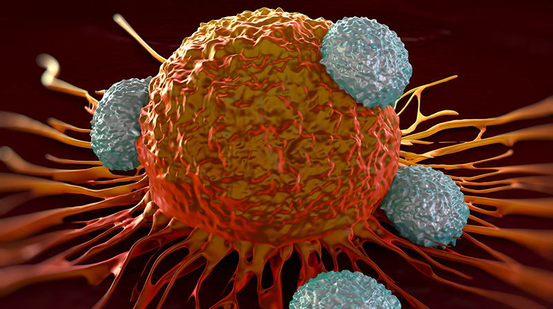 Tcell Cell Cancer Research Science Adobestock 90793170